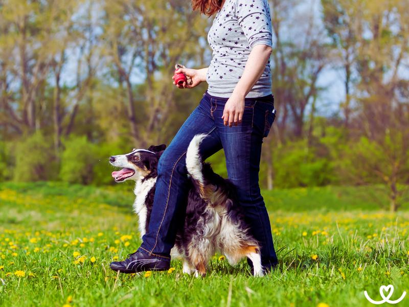 Dog-dancing-trenink (1)